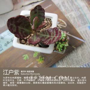 多肉生活馆：江户紫