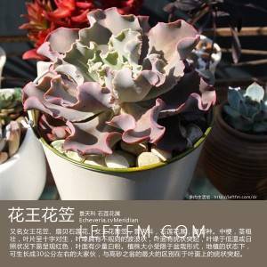 多肉生活馆：花王花笠