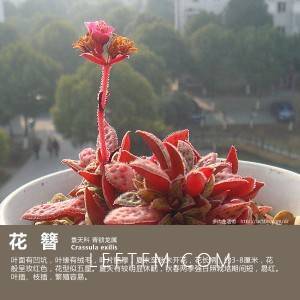 多肉生活馆：花簪