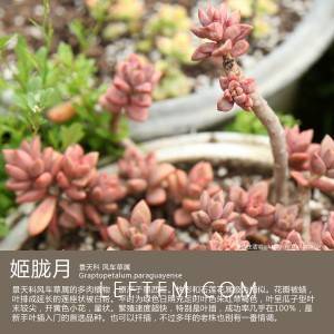 多肉生活馆：姬胧月