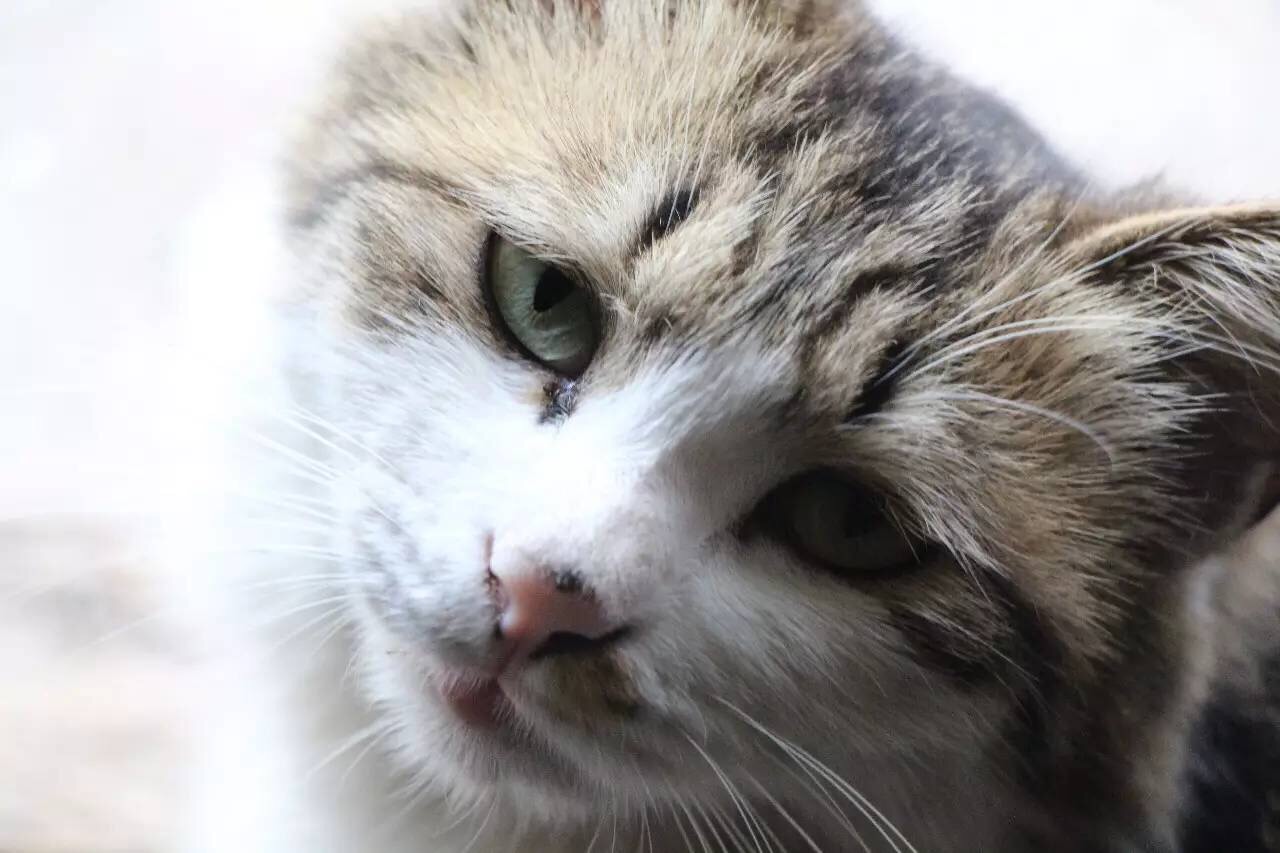 小眼睛流浪猫阿美的故事